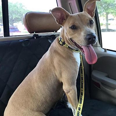 Wixie — Bryan Animal Center